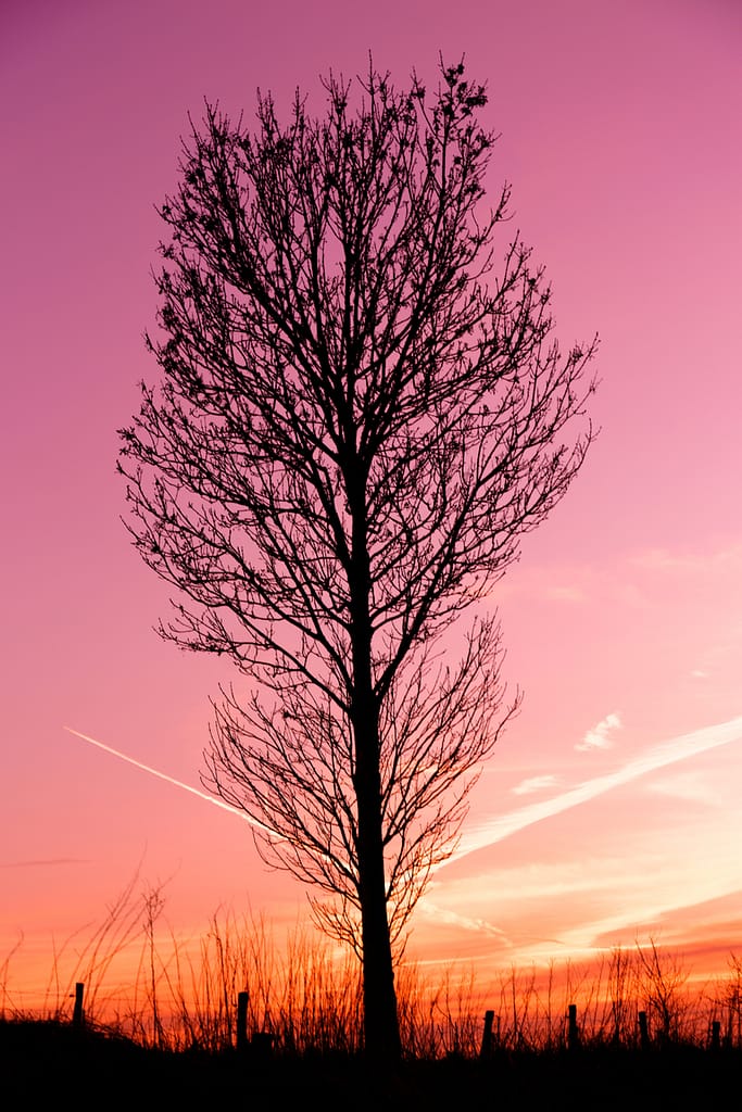Ombre d'un arbre devant un couché de soleil par Stéphane Thirion Virton