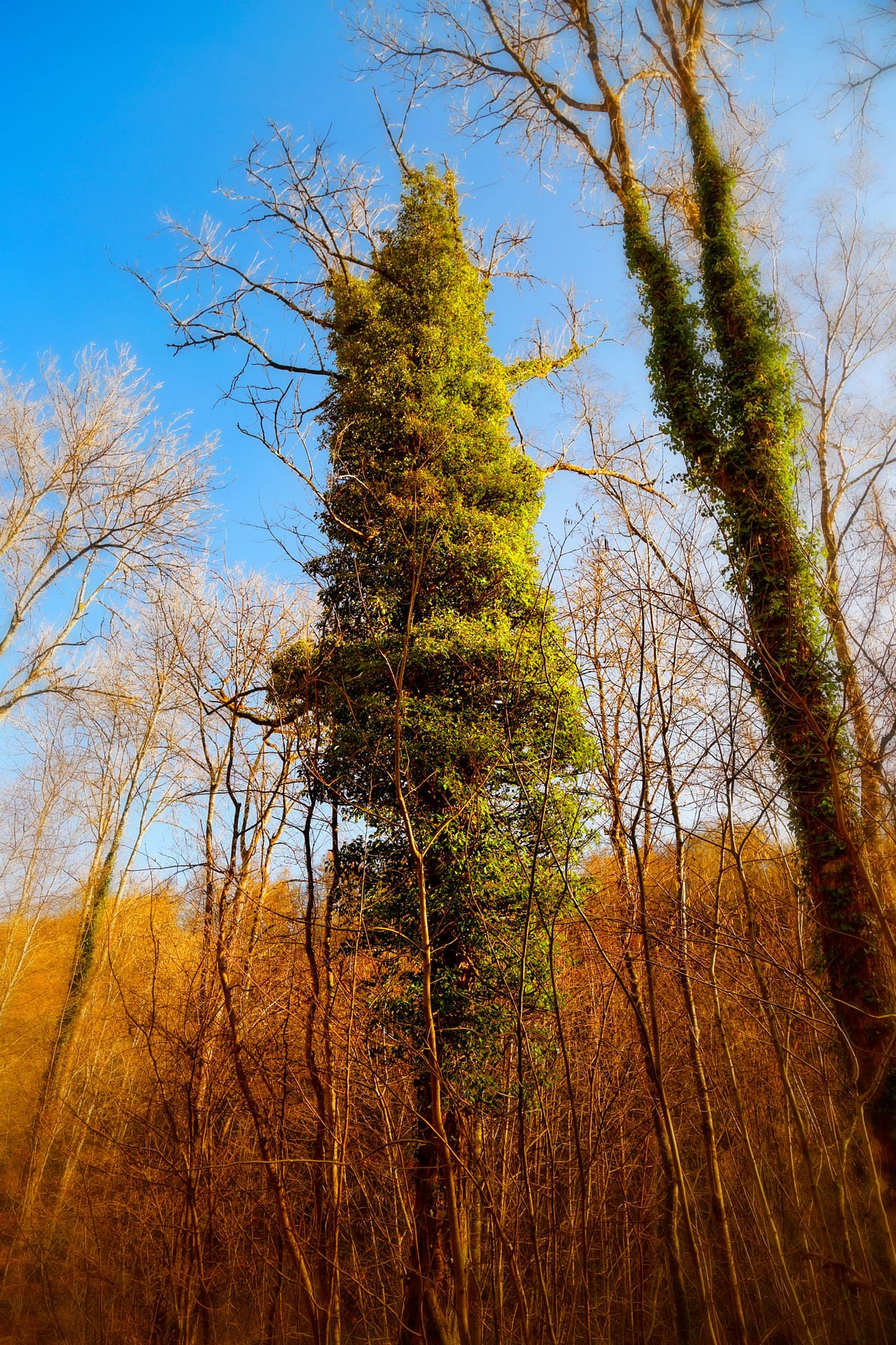 Lierre grimpant en forêt par Stéphane Thirion étix photographe