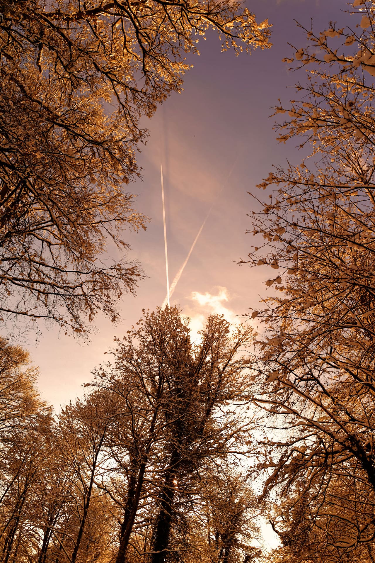 Voyage dans la foret glacé par Stéphane Thirion etix photos